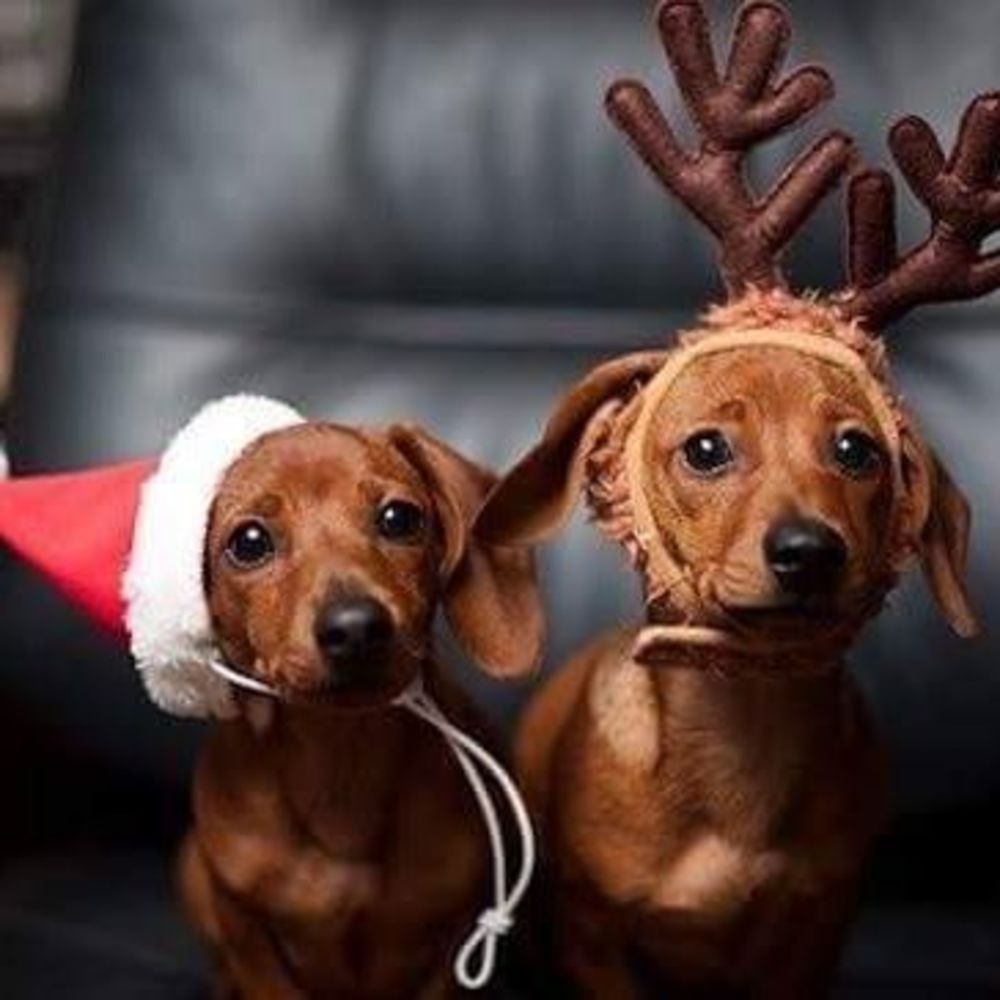 Meet your Posher, Lona